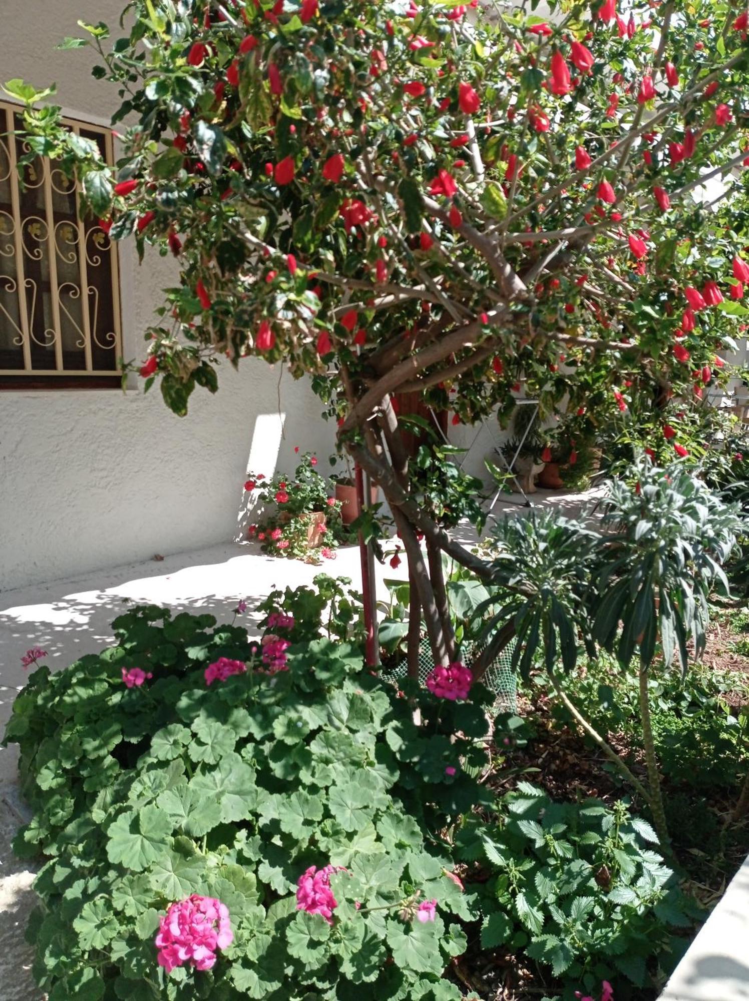 חאניה Tasos Seagull Apartments מראה חיצוני תמונה